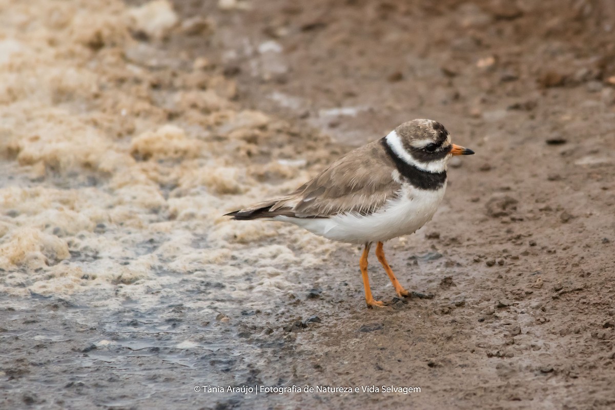 Common Ringed Plover - ML52378561