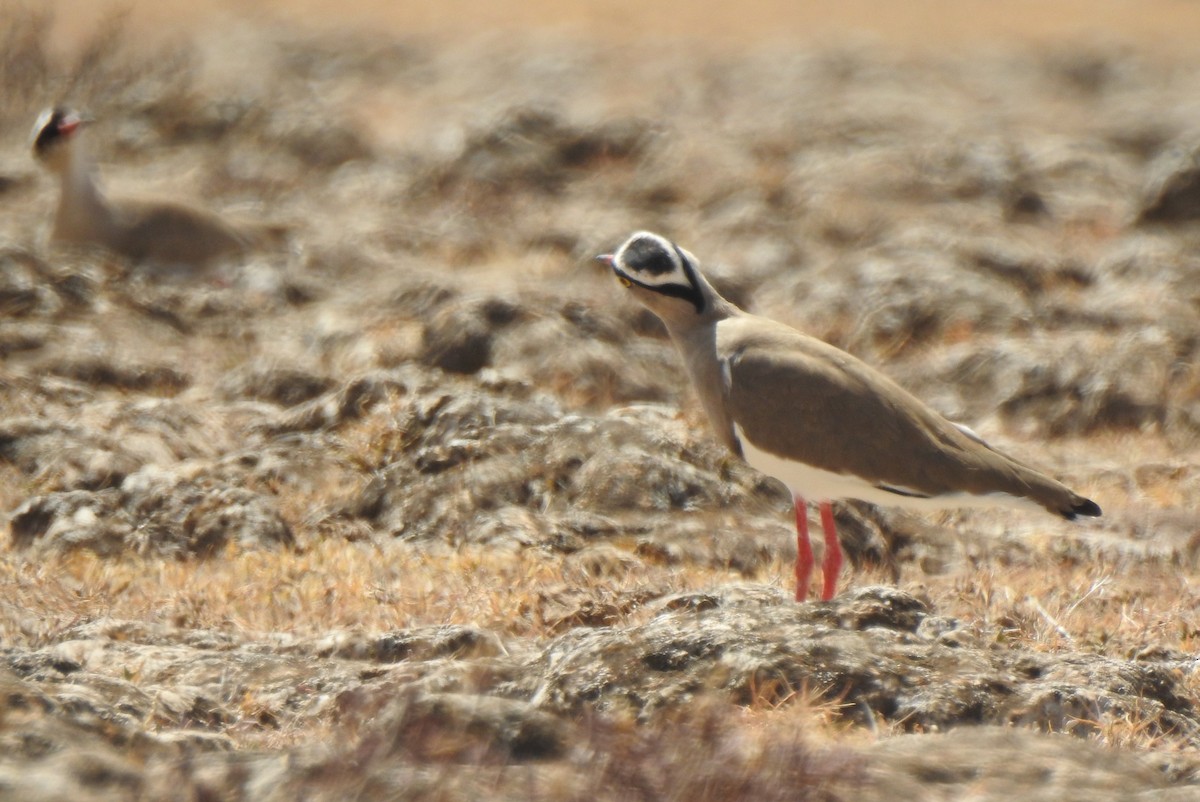 Crowned Lapwing - ML523785801