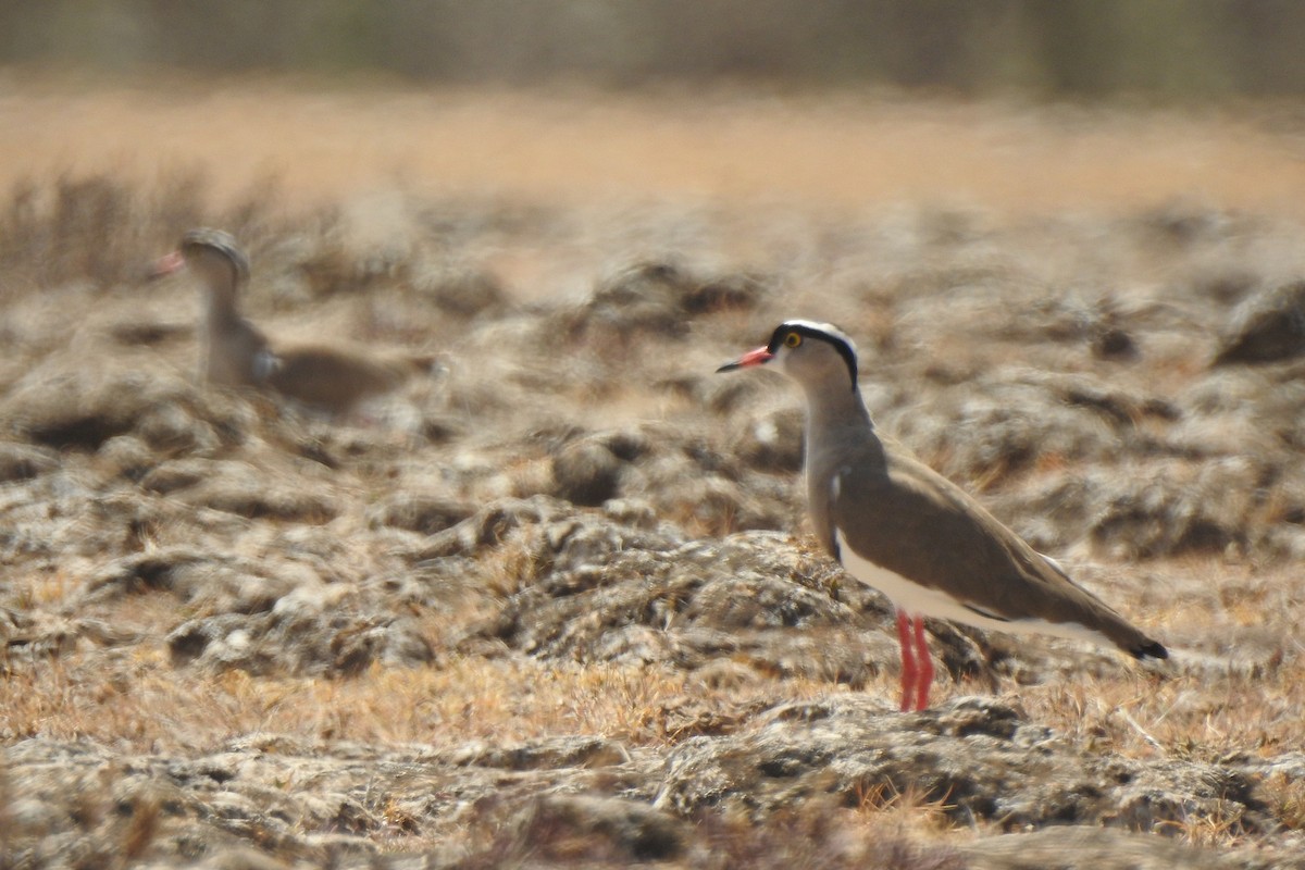 Crowned Lapwing - ML523785811