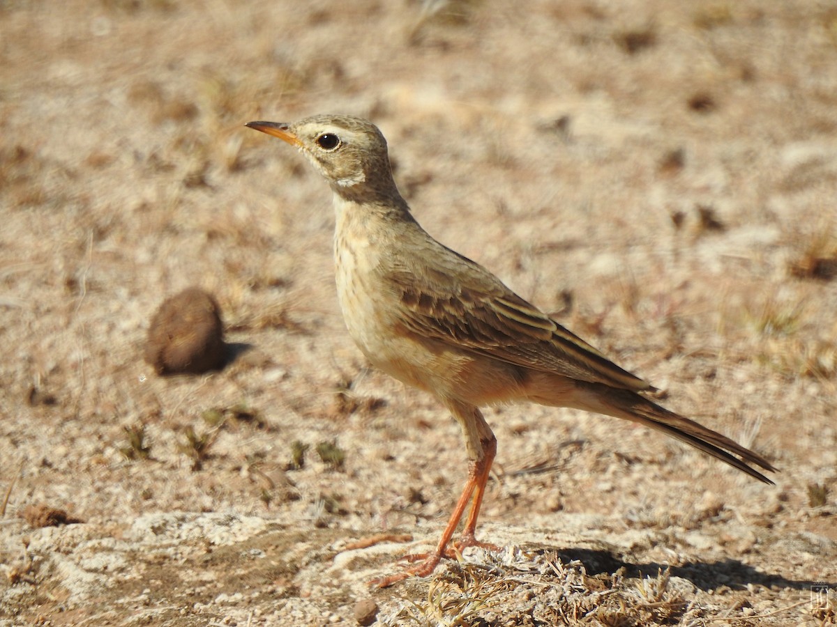 African Pipit - ML523785861