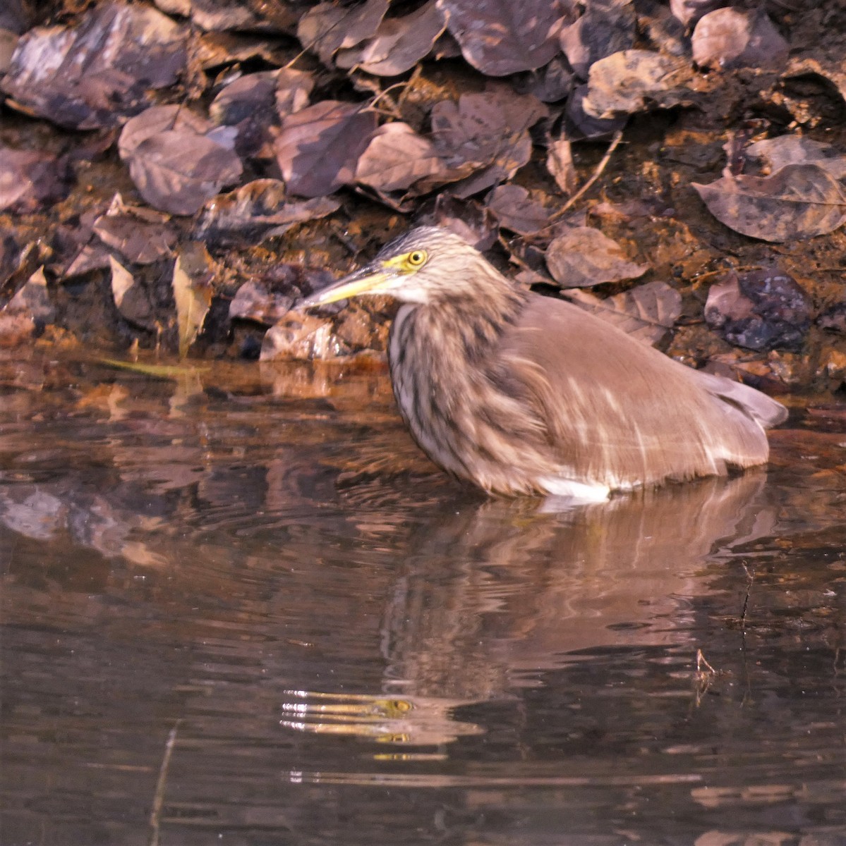 Indian Pond-Heron - ML523785891