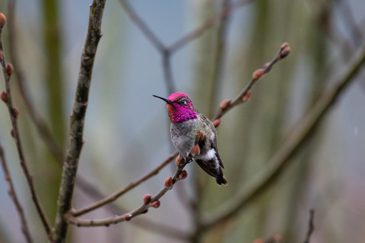 Anna's Hummingbird - Chris Brodell