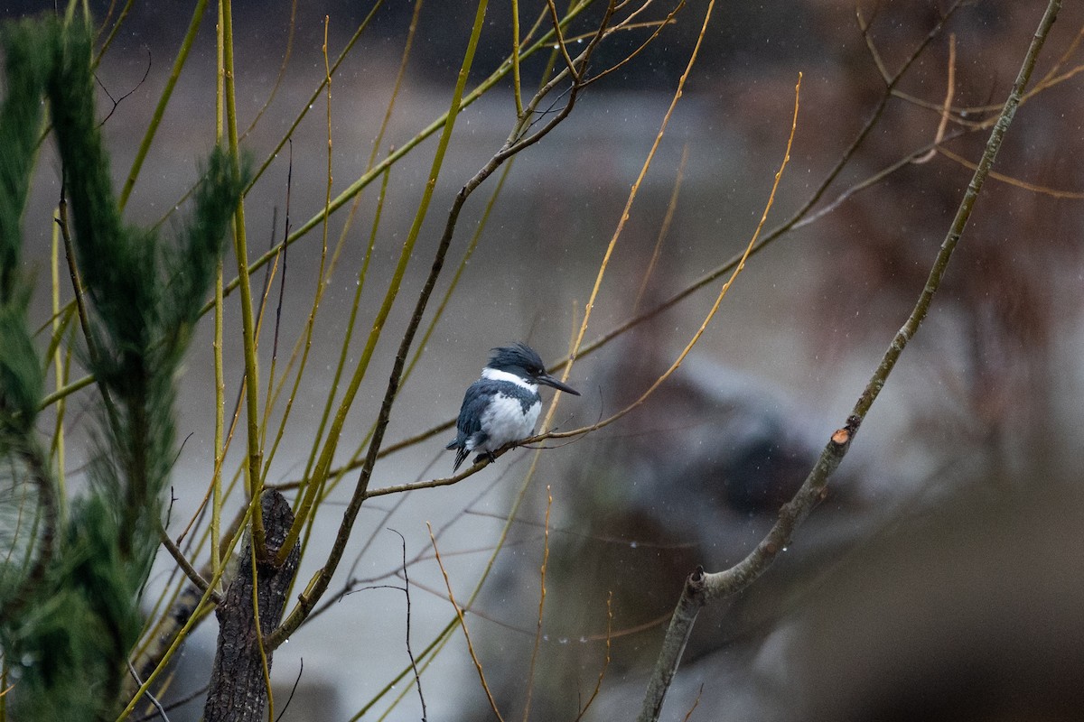 Belted Kingfisher - ML523786871