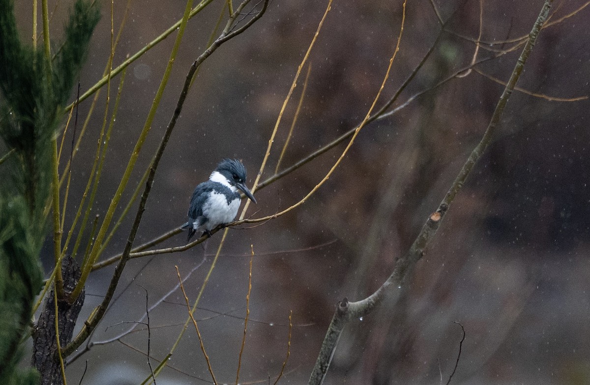 Belted Kingfisher - ML523788151