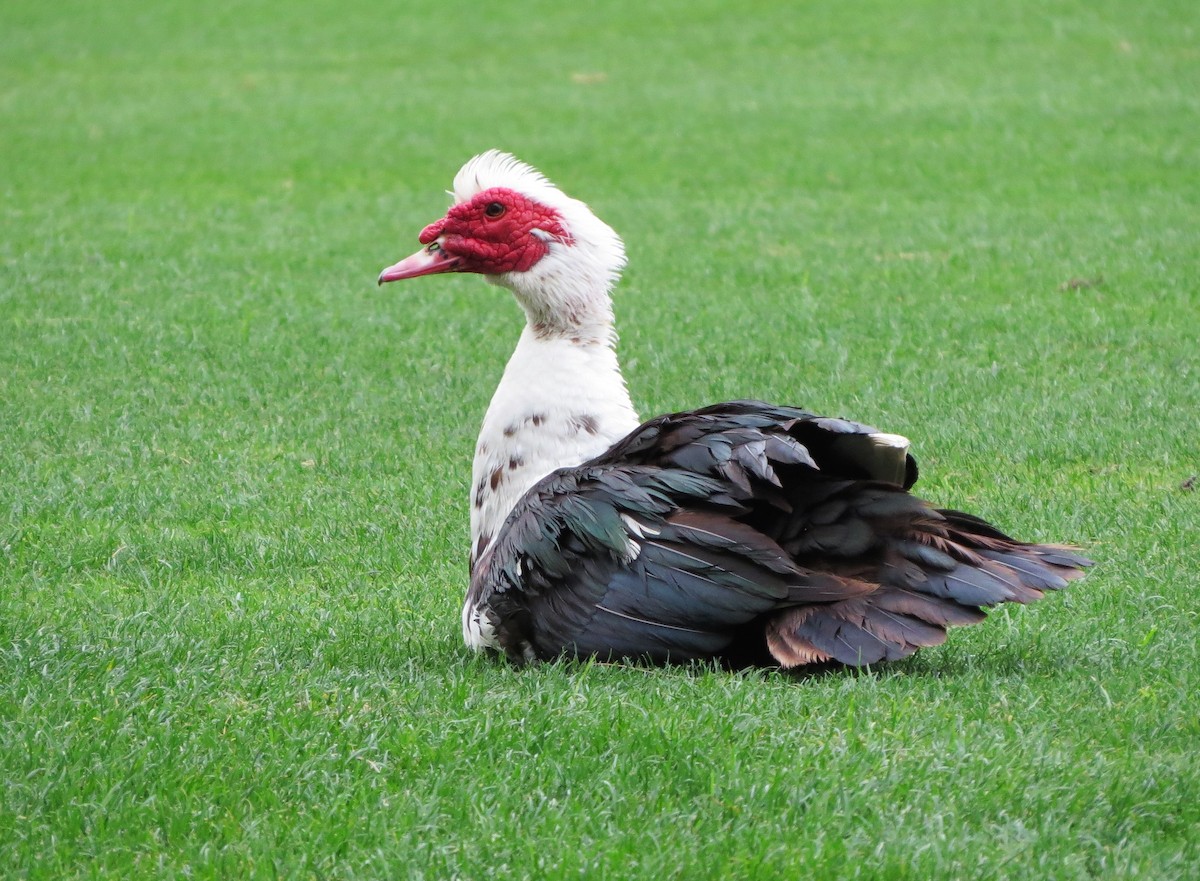 Muscovy Duck (Domestic type) - Susan Young