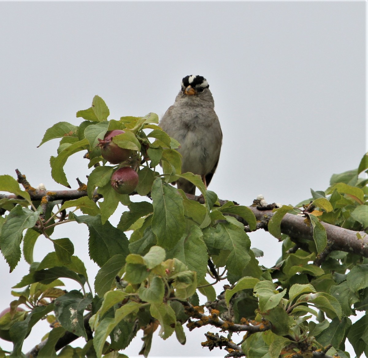 White-crowned Sparrow - ML523789201
