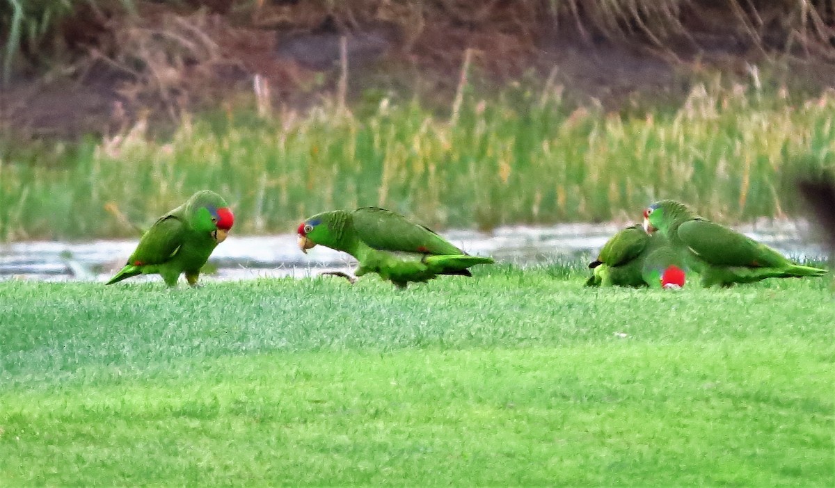 Red-crowned Parrot - ML52378921