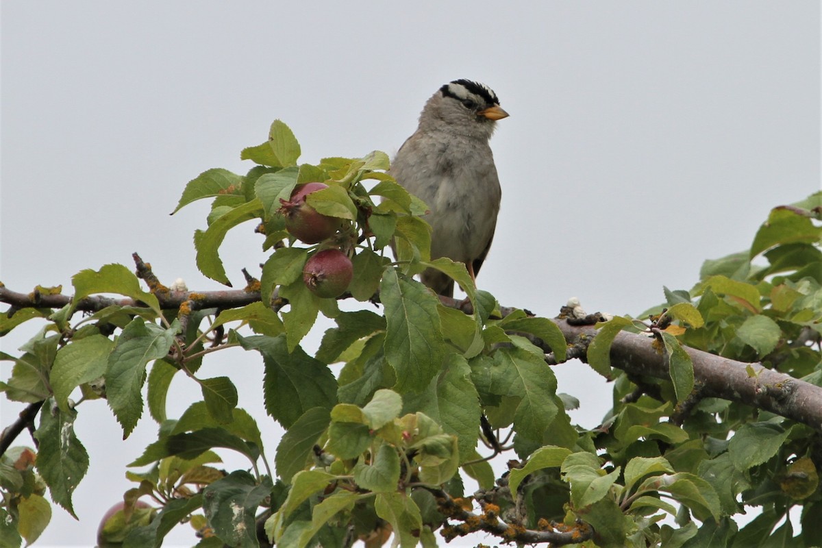 White-crowned Sparrow - ML523789211
