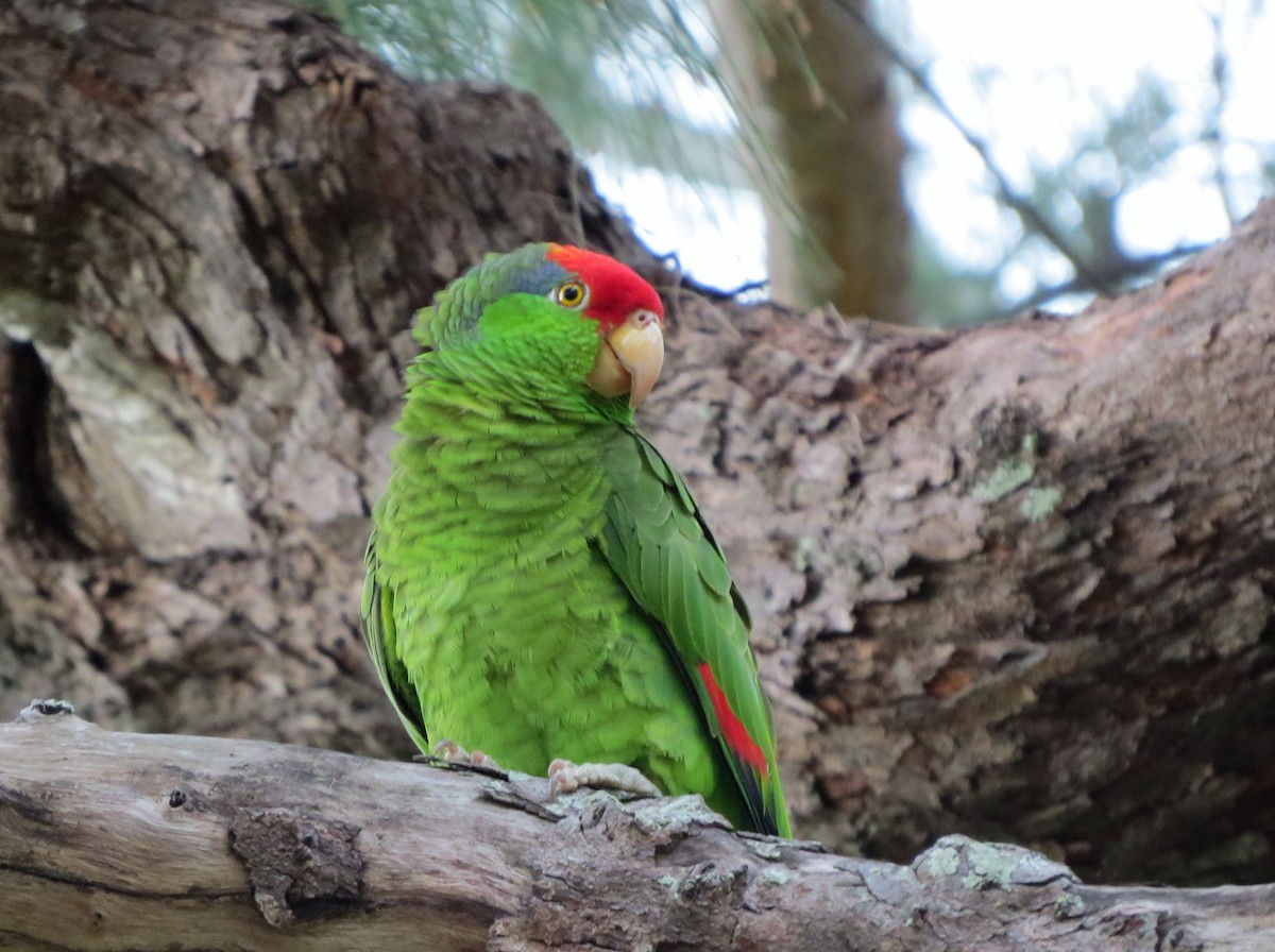 Red-crowned Parrot - ML52378981