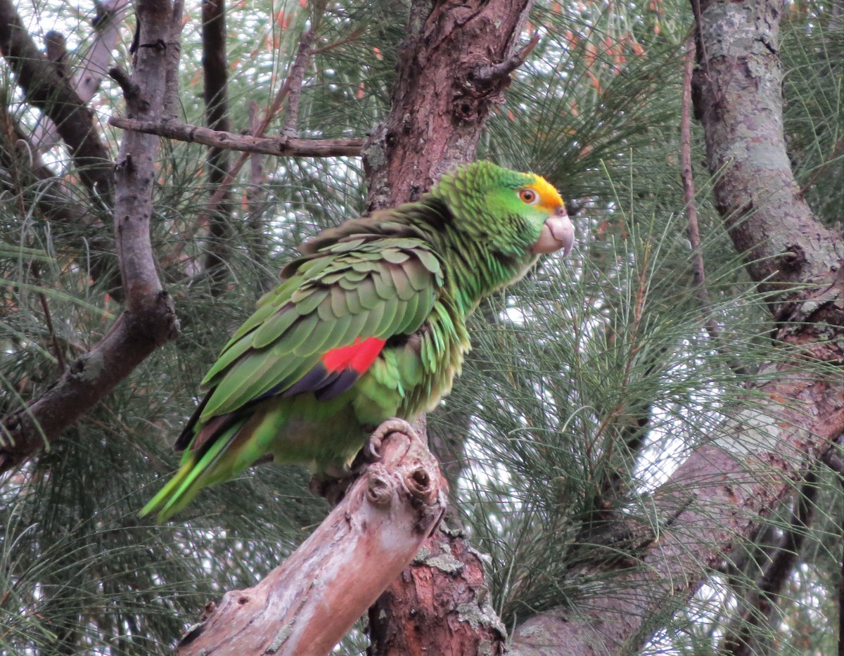 Yellow-crowned Parrot - ML52379011
