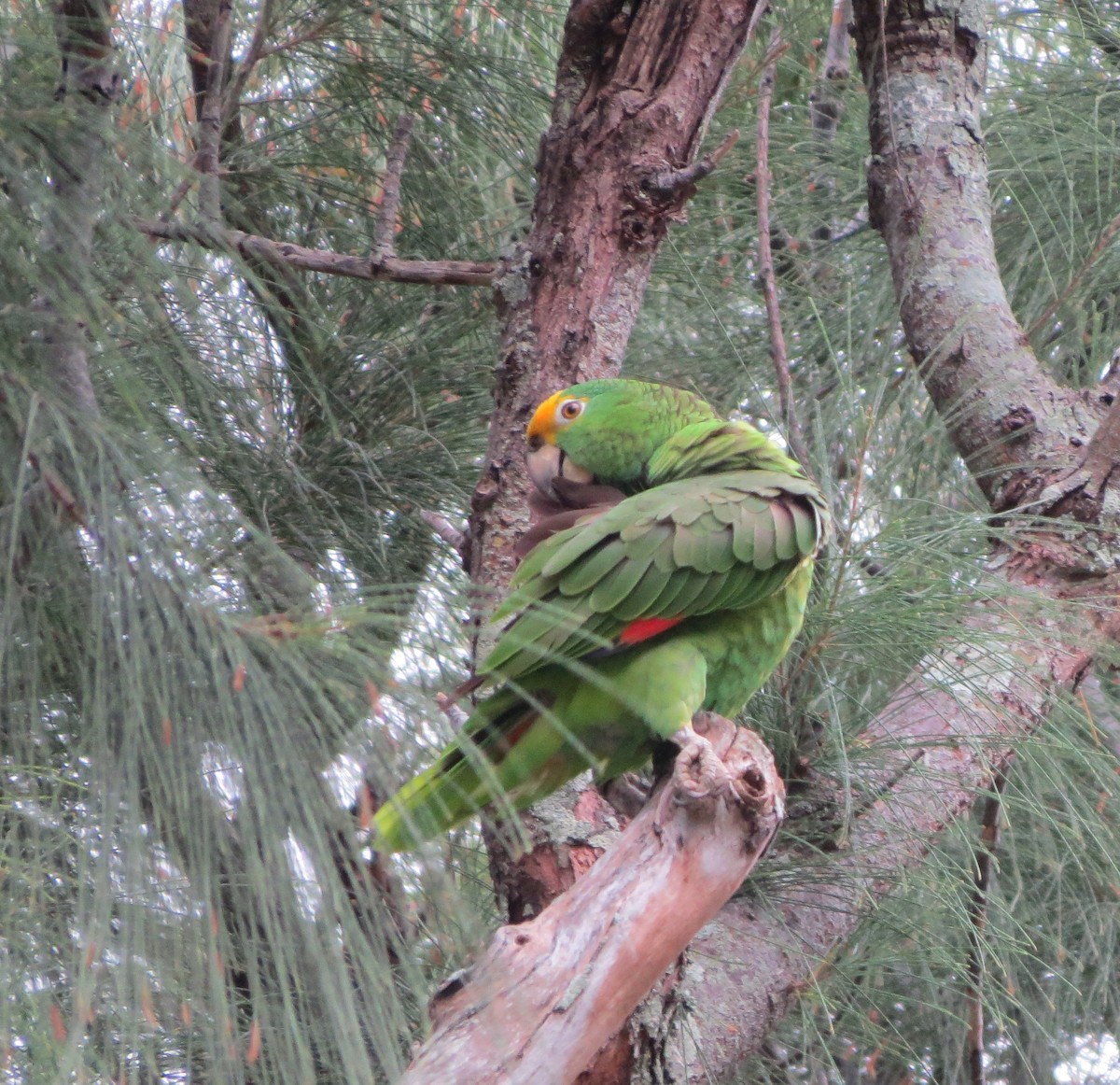 Yellow-crowned Parrot - ML52379031