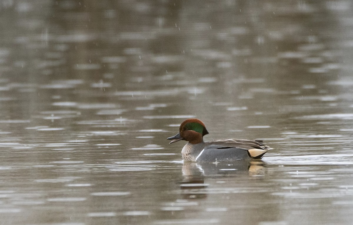 Green-winged Teal - ML523790701