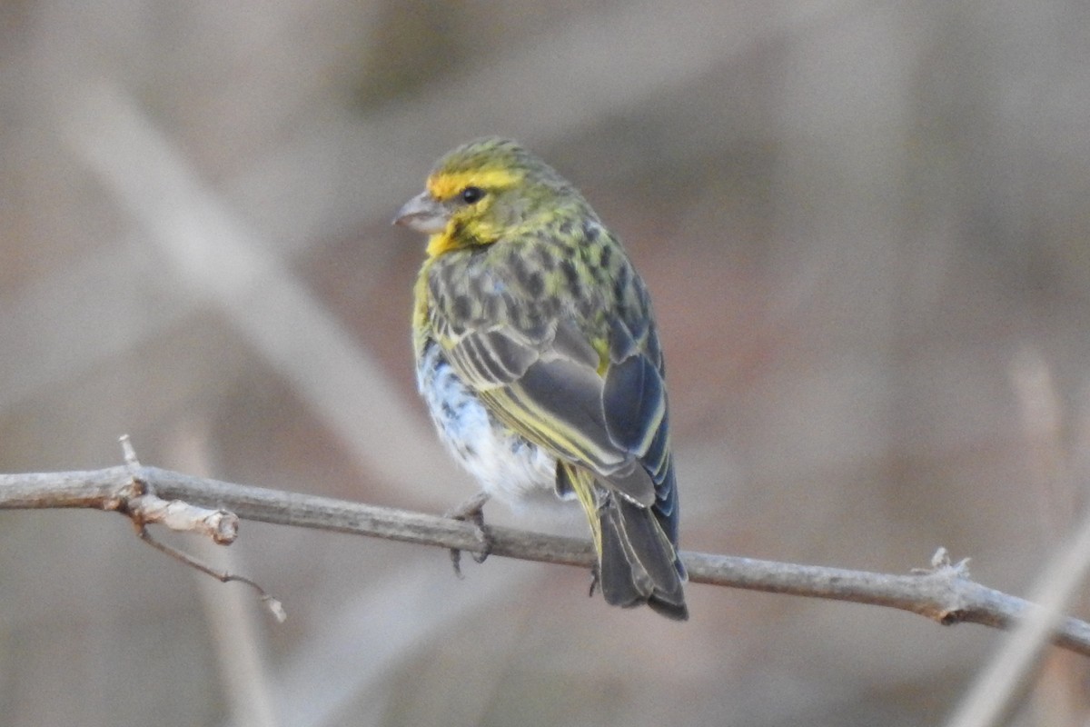 White-bellied Canary - ML523793621