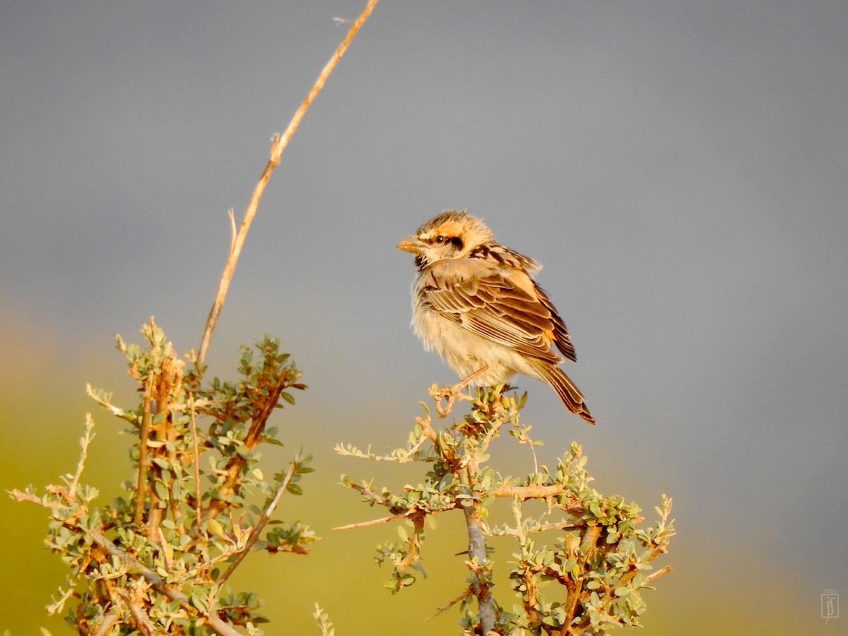 Shelley's Rufous Sparrow - ML523793851