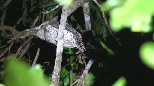 Marbled Frogmouth (Marbled) - ML523794861