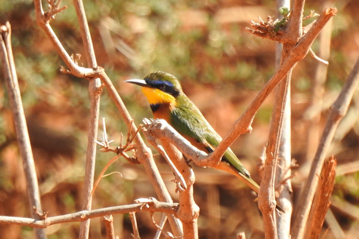 Little Bee-eater - ML523797411
