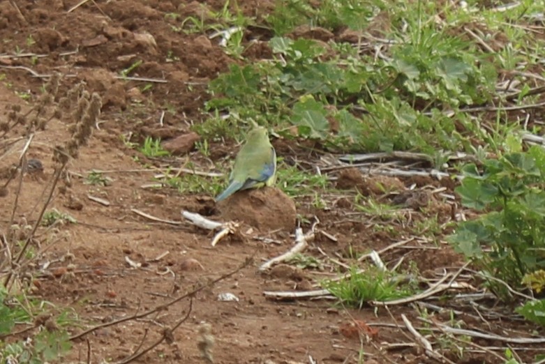 Blue-winged Parrot - ML523797521