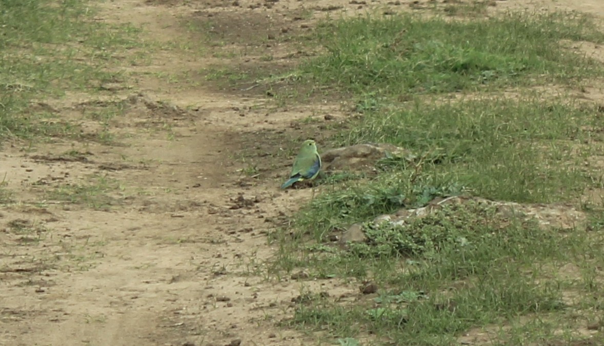 Blue-winged Parrot - ML523797541