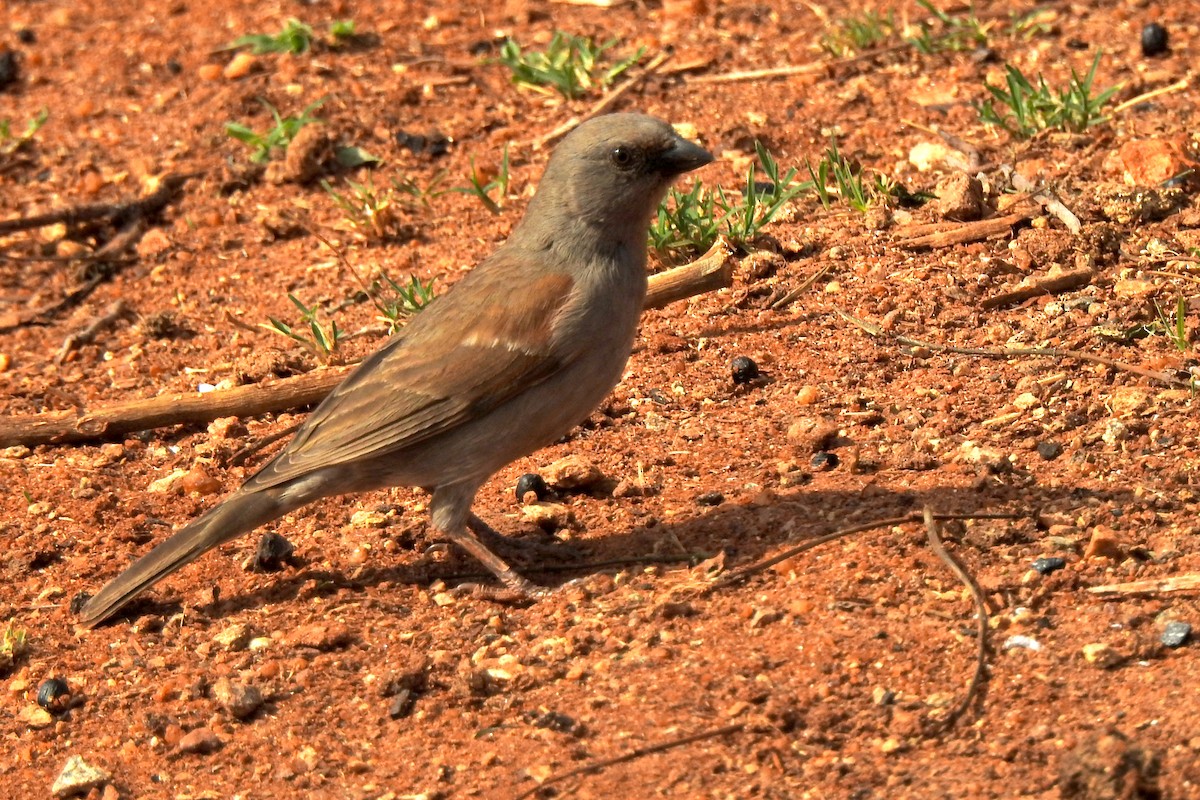 Parrot-billed Sparrow - ML523797801