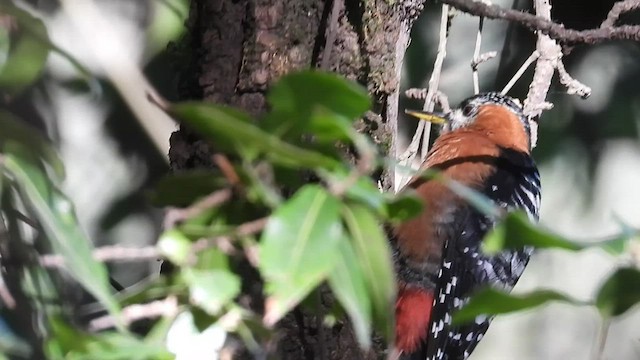 Rufous-bellied Woodpecker - ML523801051