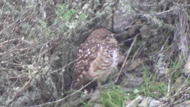 Burrowing Owl - ML523804901