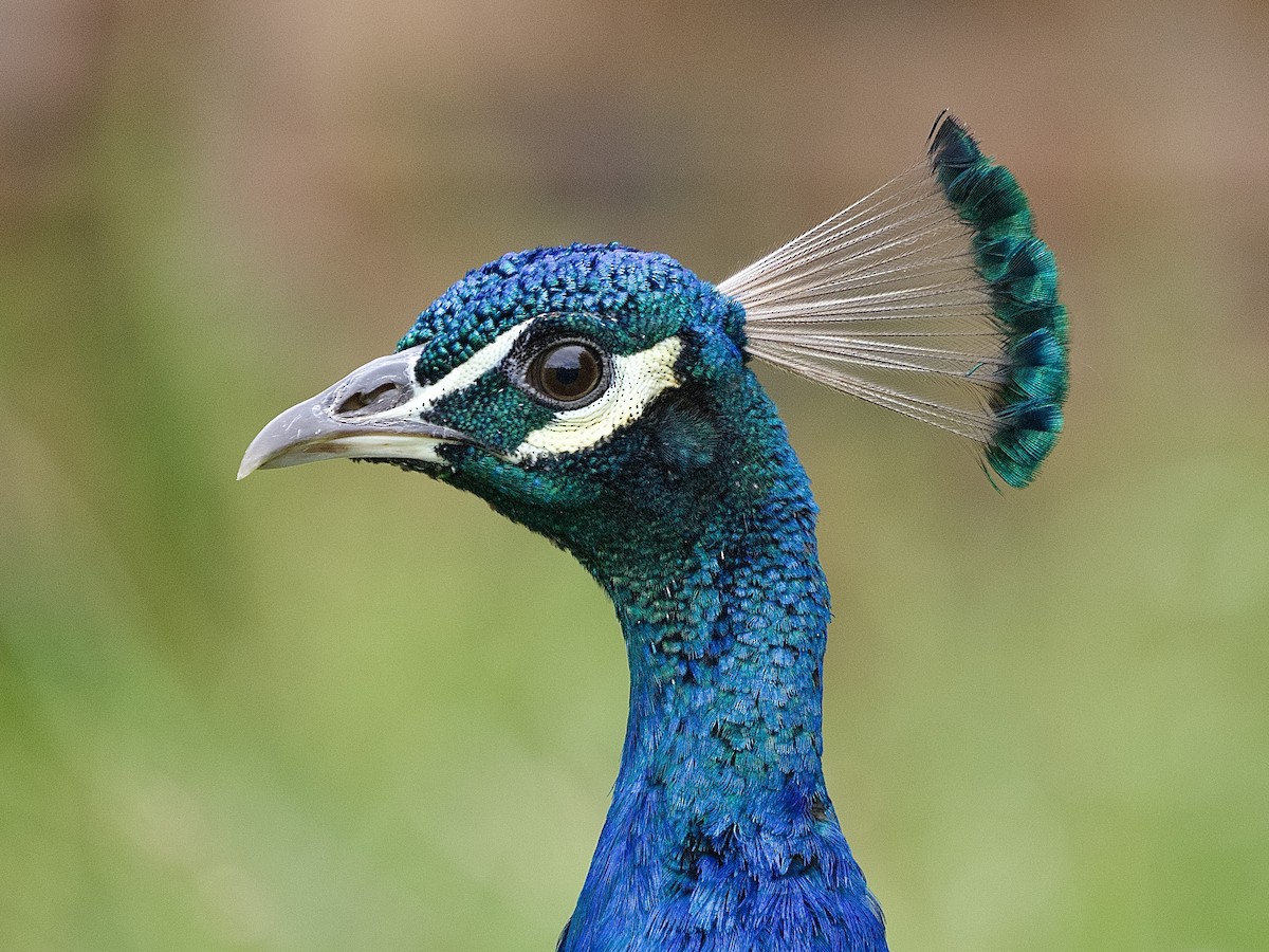 Indian Peafowl (Domestic type) - ML523806121