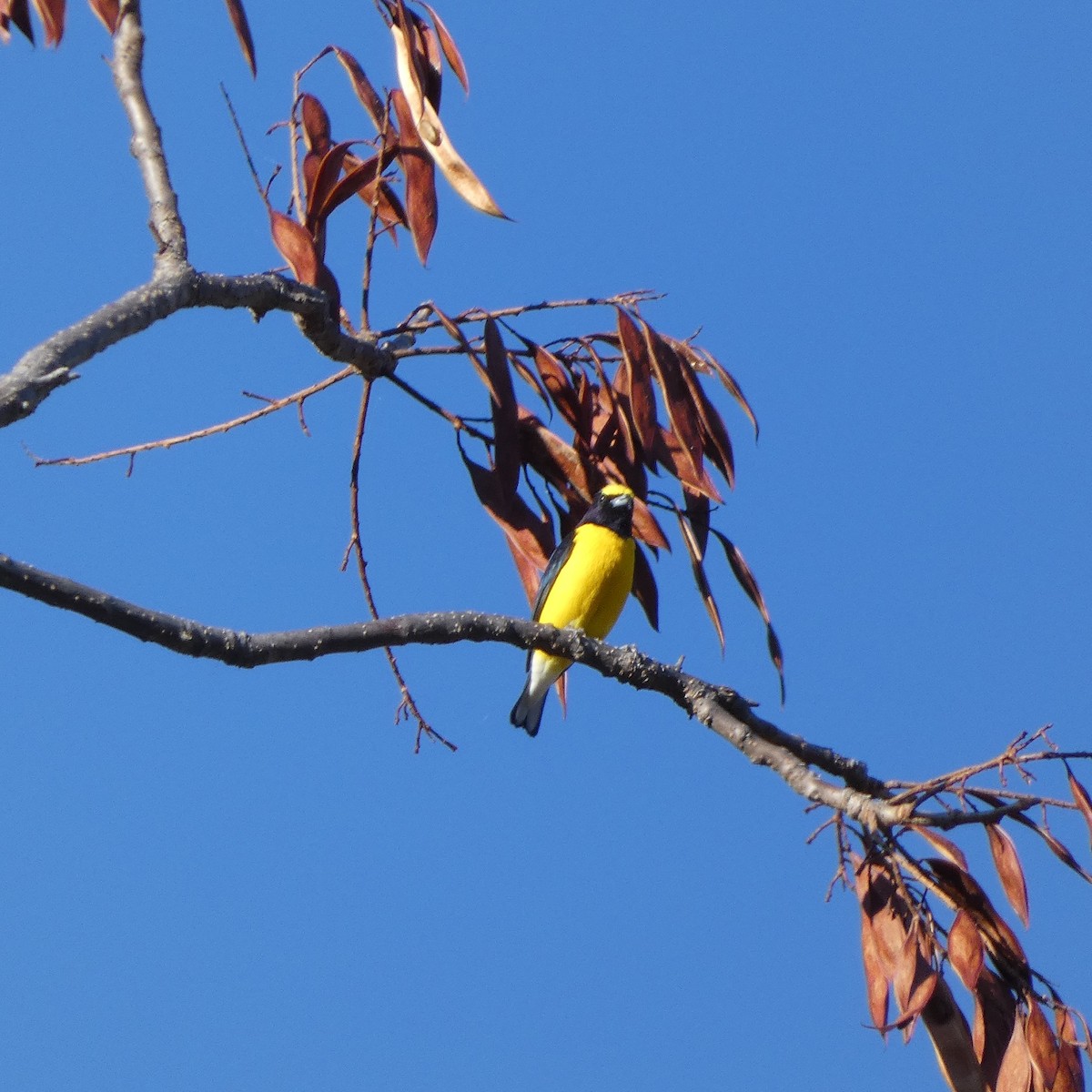 West Mexican Euphonia - ML523806911