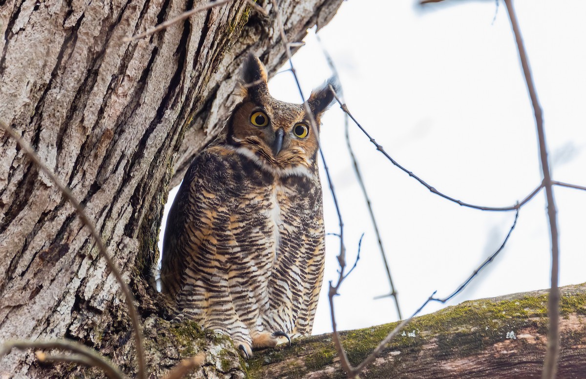 Great Horned Owl - ML523813071