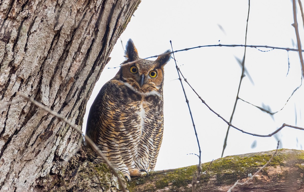 Great Horned Owl - ML523813081
