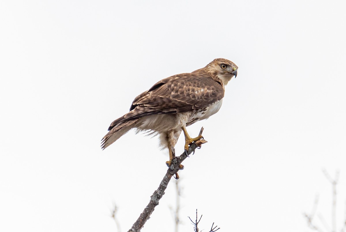 Red-tailed Hawk - ML523813231