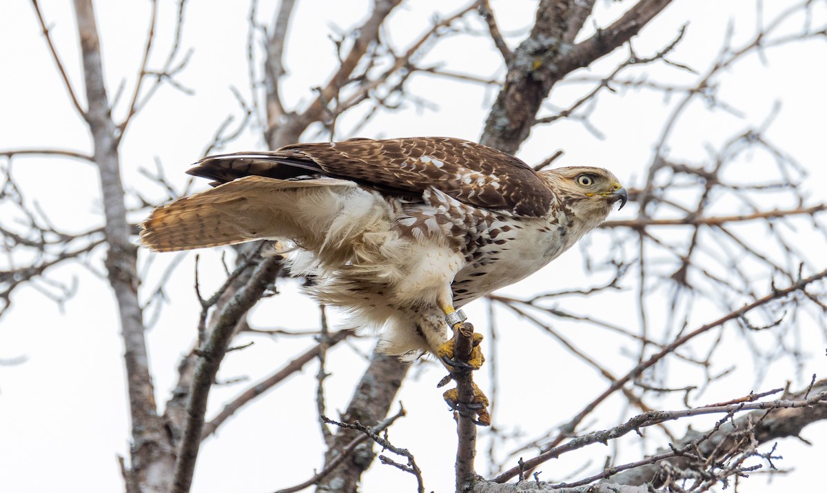 Red-tailed Hawk - ML523813241