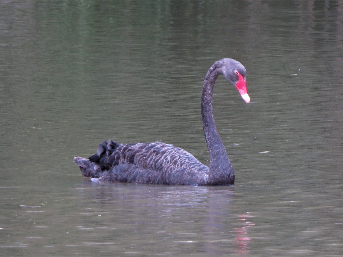 Black Swan - ML523818111