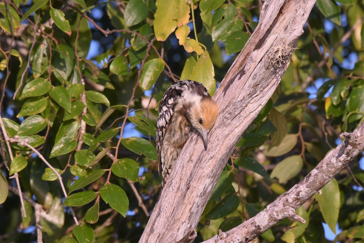 Yellow-crowned Woodpecker - ML523824011