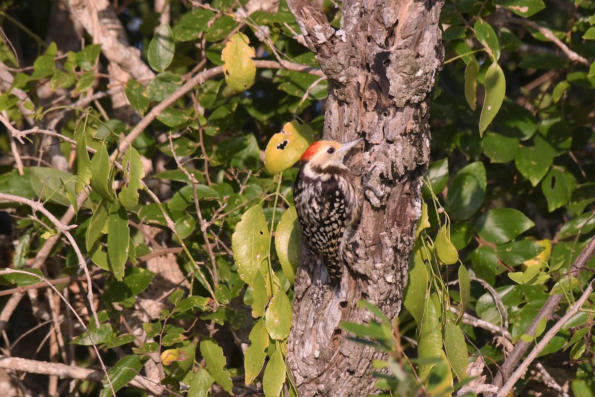 Yellow-crowned Woodpecker - ML523824021