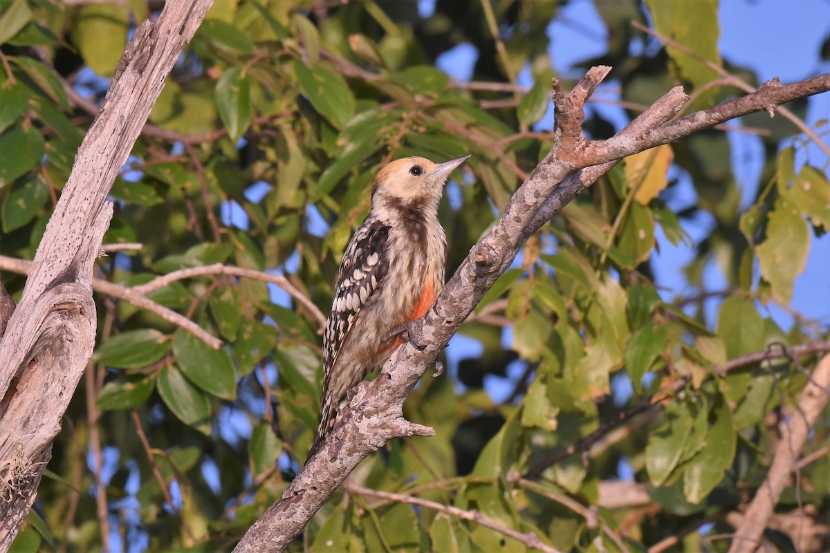 Yellow-crowned Woodpecker - ML523824031