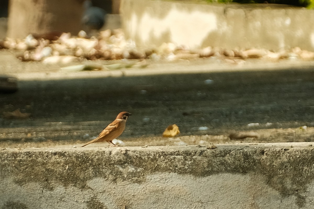 Eurasian Tree Sparrow - ML523825661
