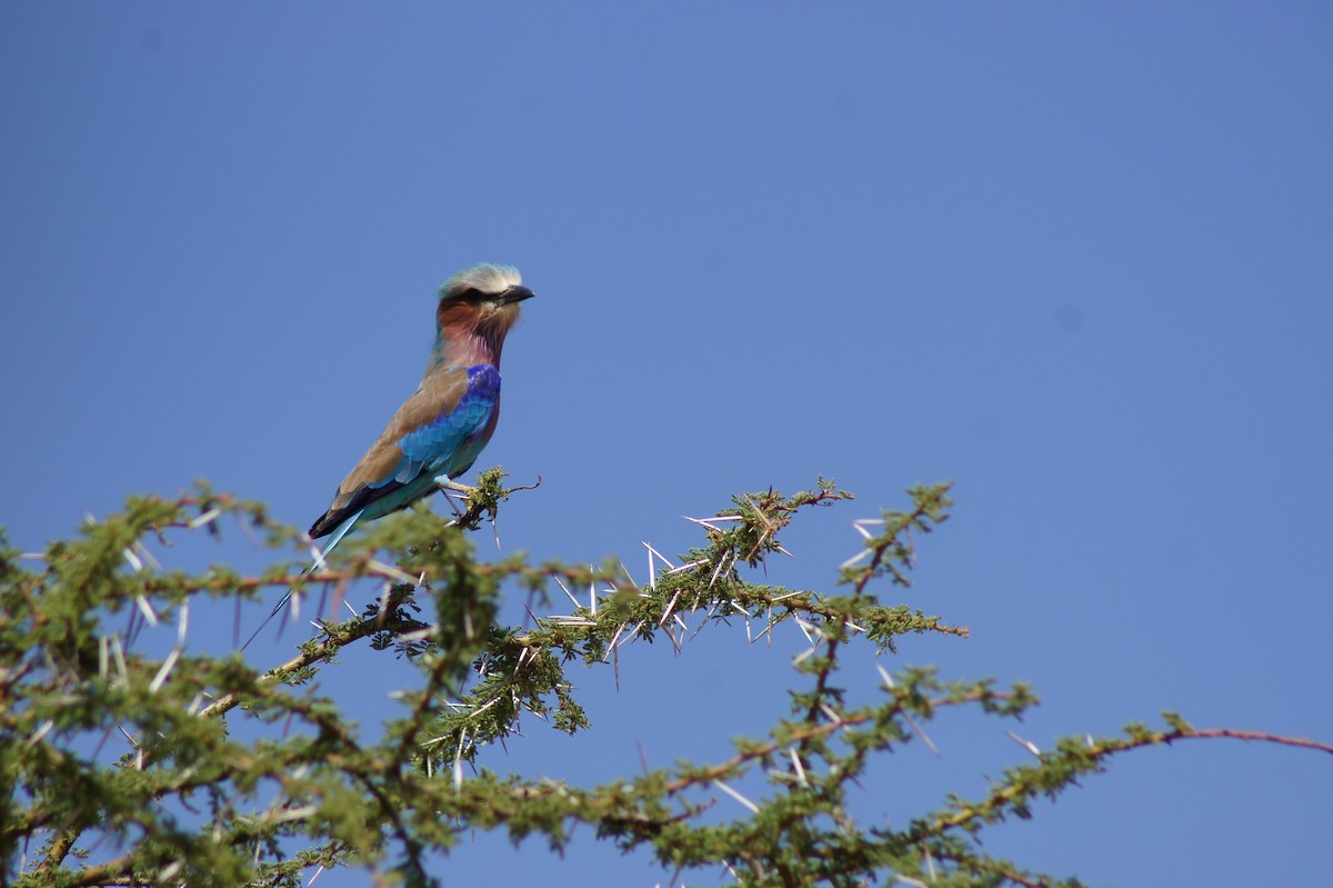Lilac-breasted Roller - ML523827751