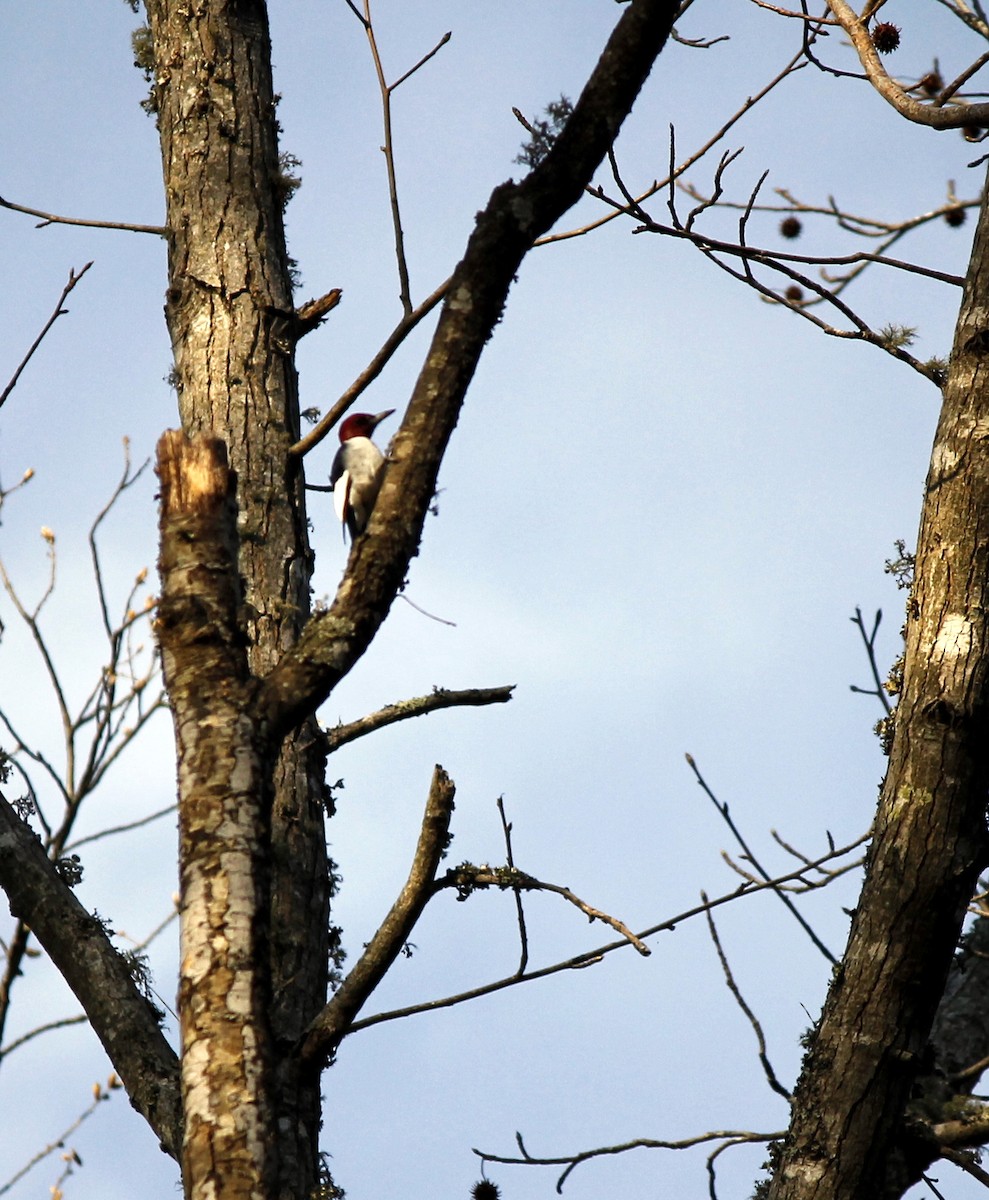 Red-headed Woodpecker - ML52383871