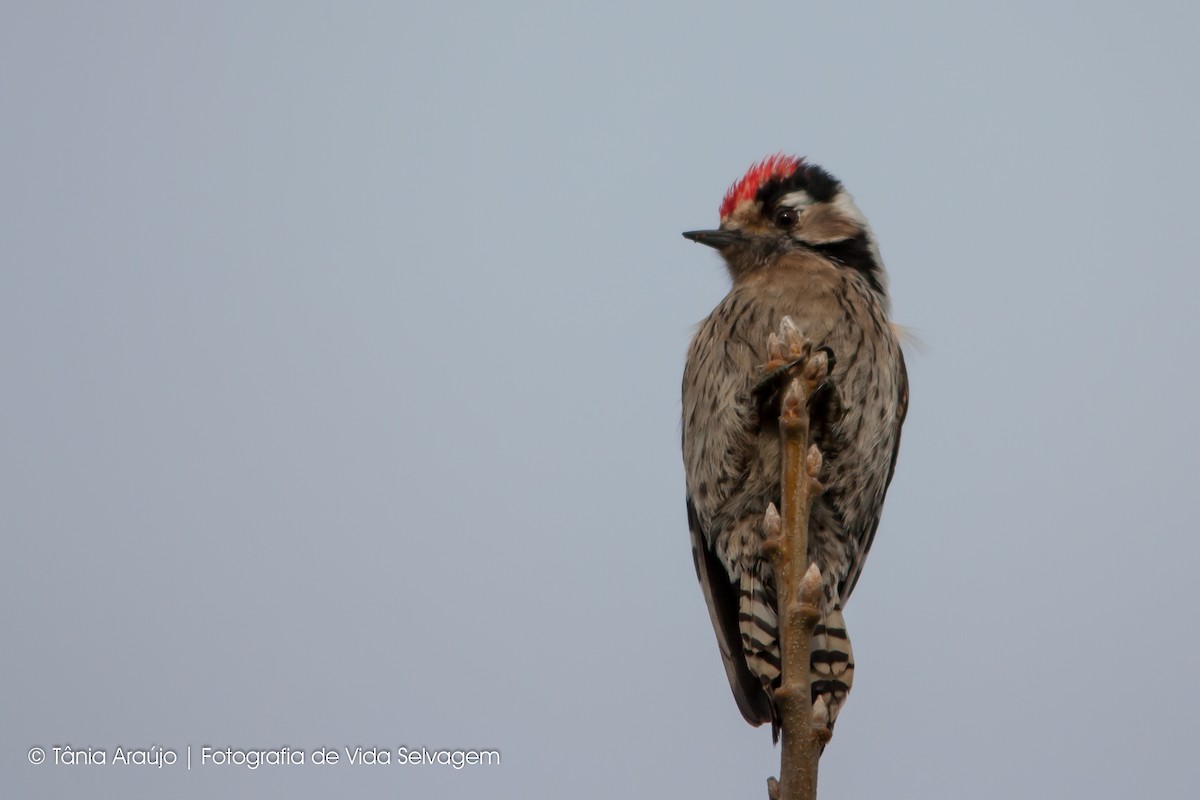 Lesser Spotted Woodpecker - Tânia Araújo
