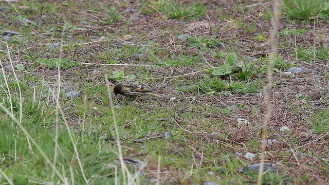 Fire-fronted Serin - ML523848381