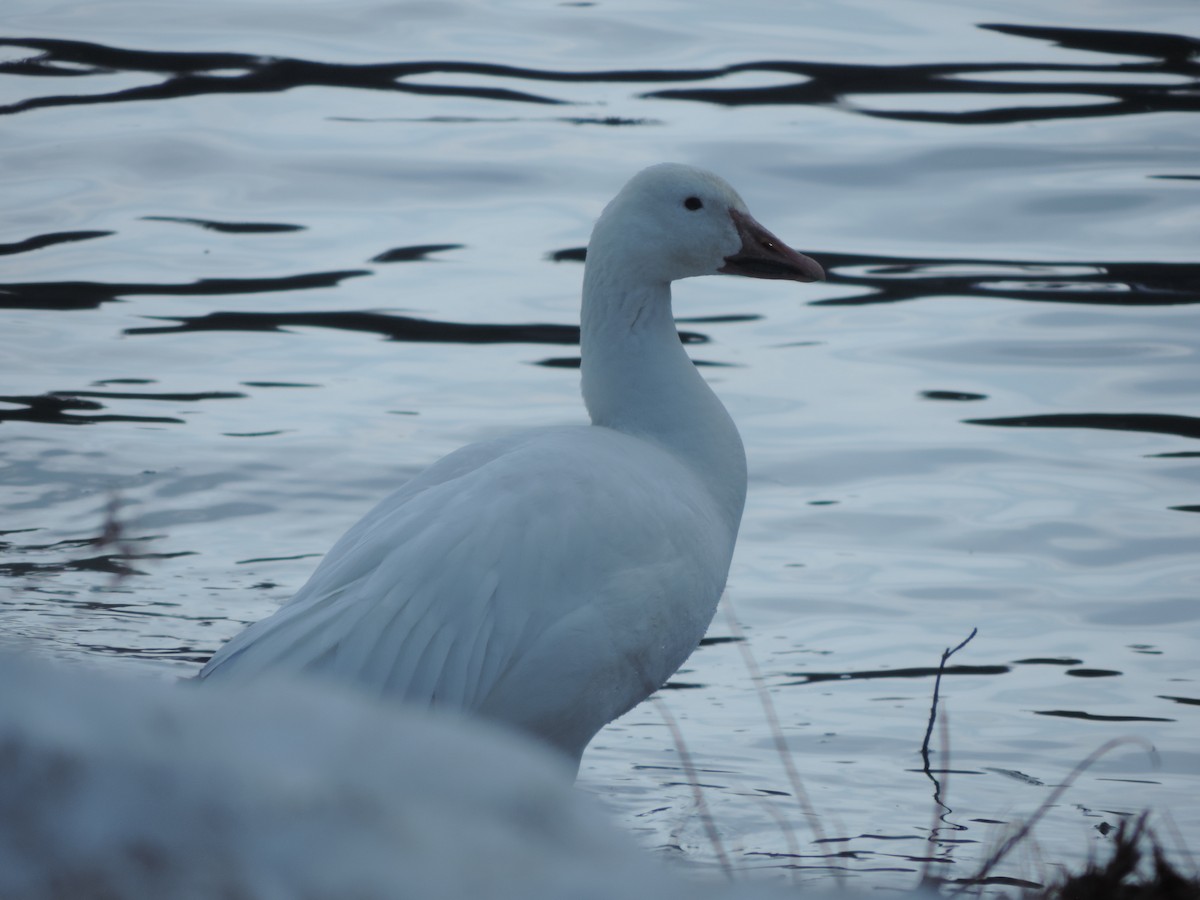 Snow Goose - John McKay