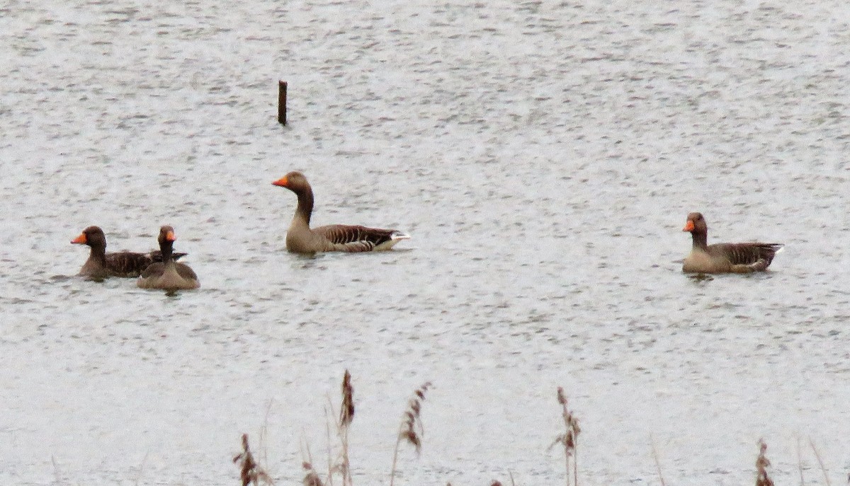 Graylag Goose - Carmelo de Dios