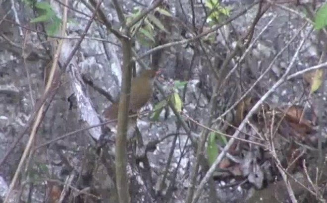 Orange-billed Nightingale-Thrush (Brown-headed) - ML523855921