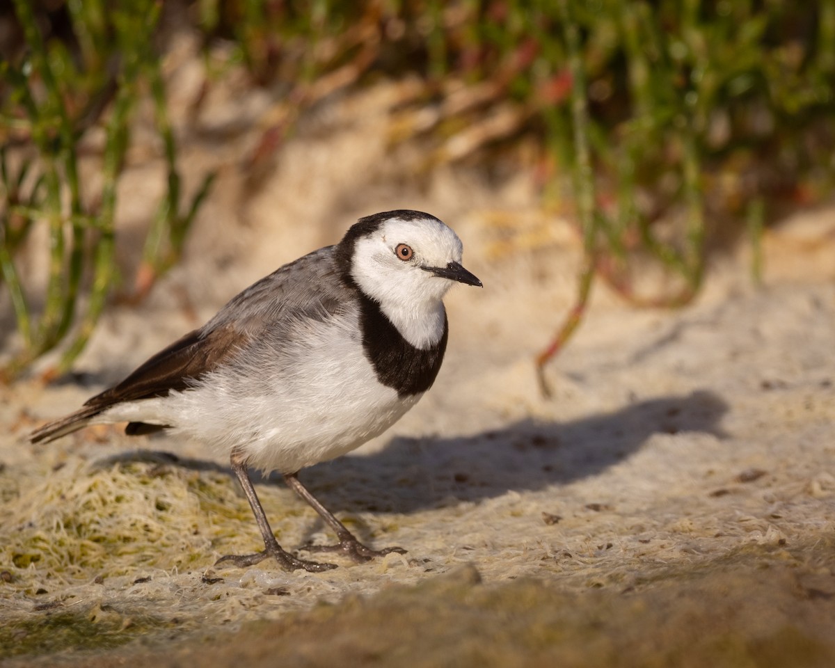 White-fronted Chat - ML523856041