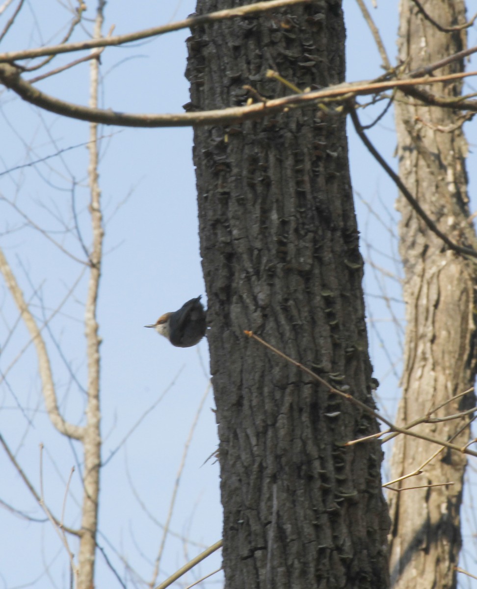 Brown-headed Nuthatch - ML52385661