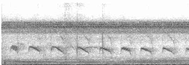 Weißflanken-Ameisenschlüpfer - ML523856851