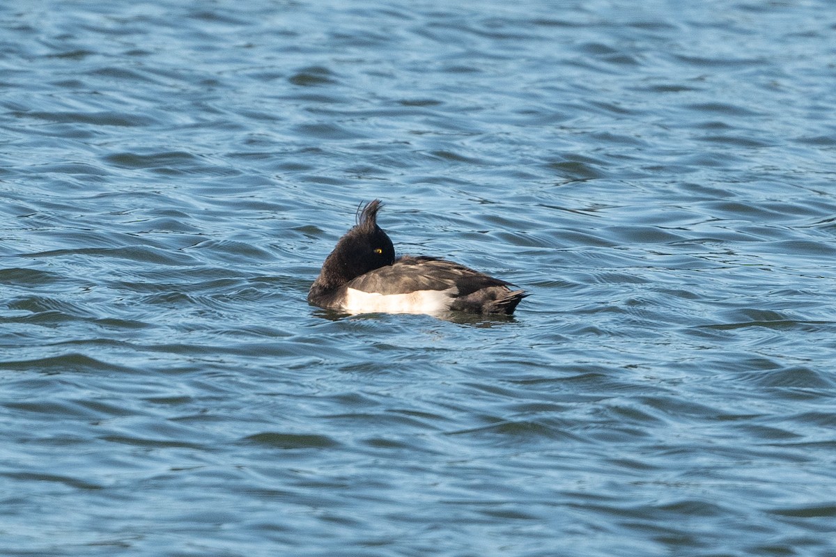Tufted Duck - ML523861761