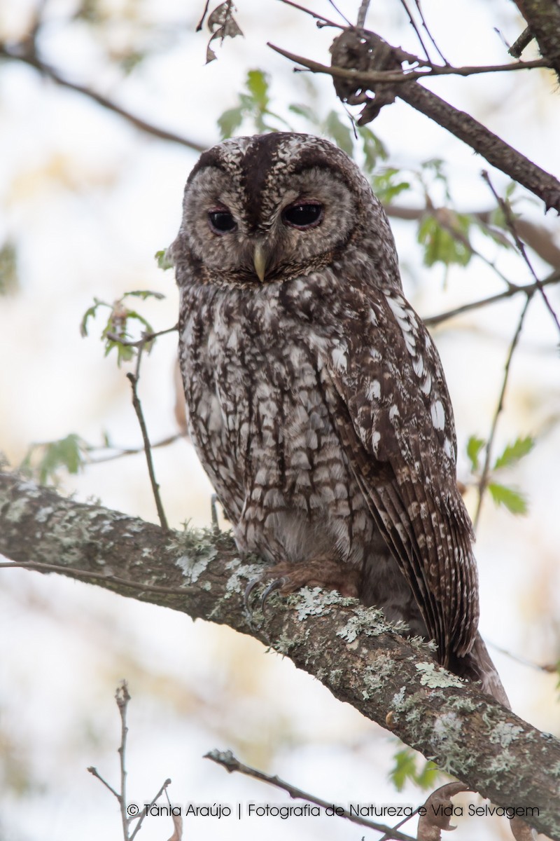 Tawny Owl - ML52386241