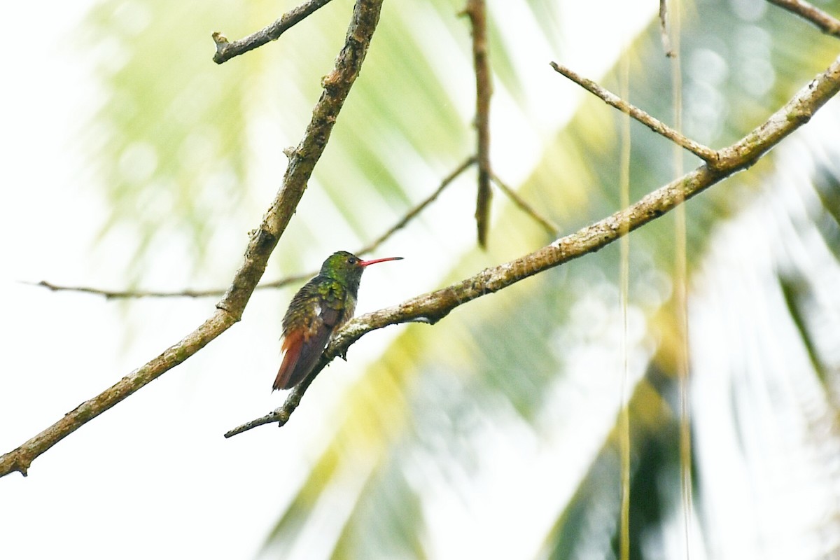 Rufous-tailed Hummingbird - Ivan Morales Vertel