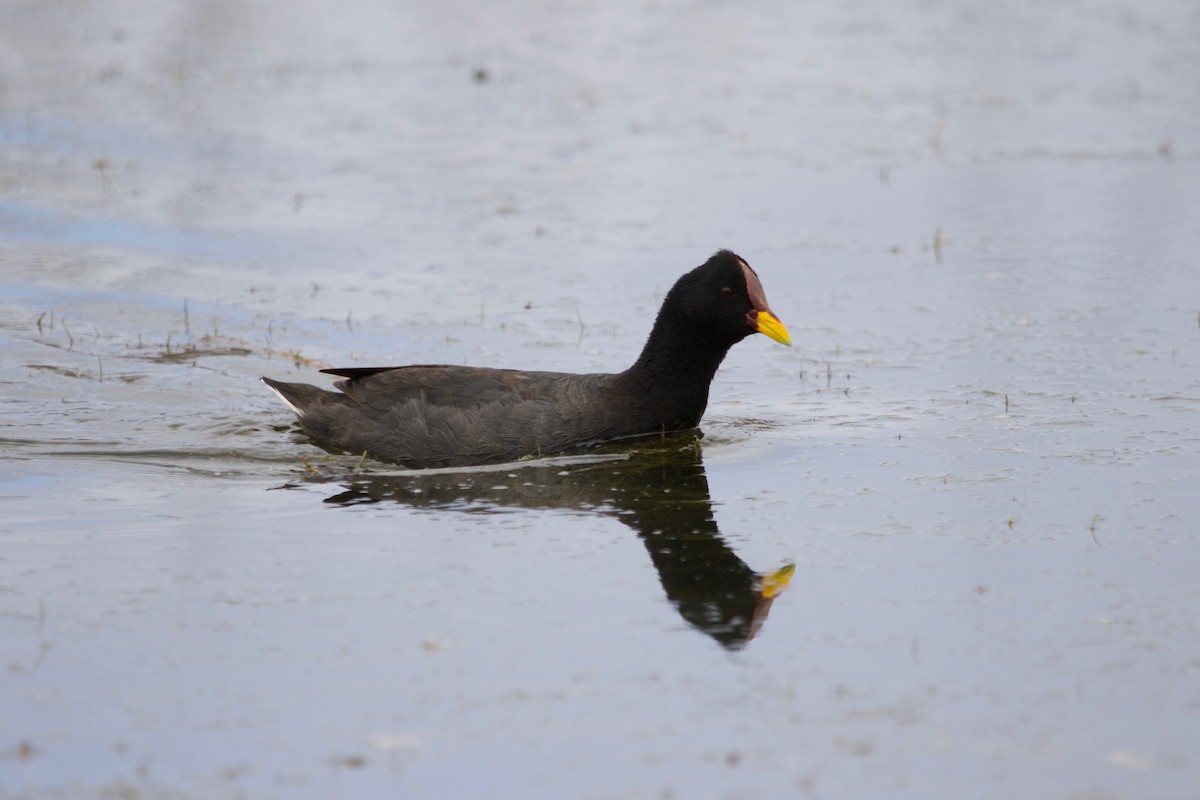 Red-fronted Coot - ML523866631